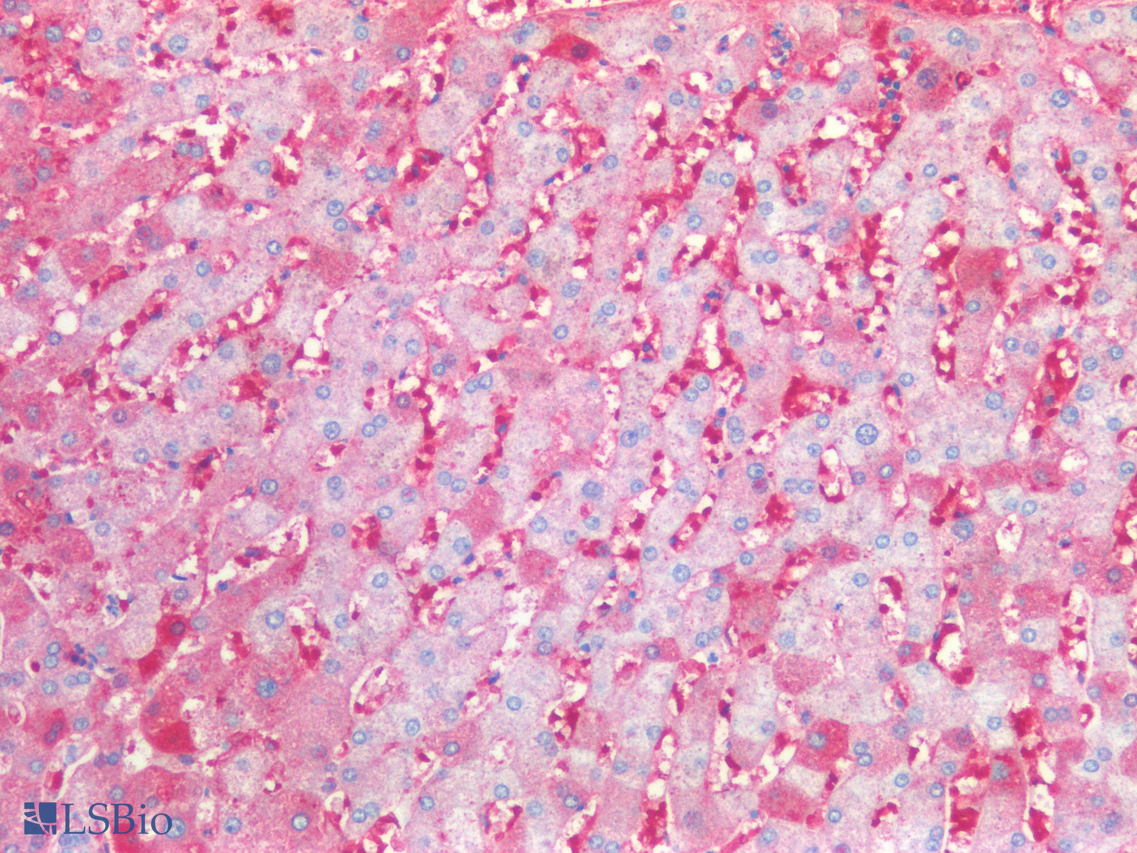 IHC-plus™ IGHM / IgM Antibody (clone 8B9D3)