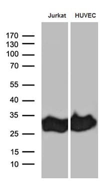 CD99 Antibody (clone OTI1A1)