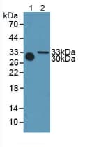 METRN / Meteorin Antibody (aa22-291)