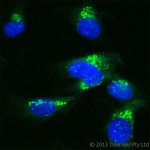 Polyclonal Rabbit anti-Human US01 / p115 Antibody (Internal, IF, WB)