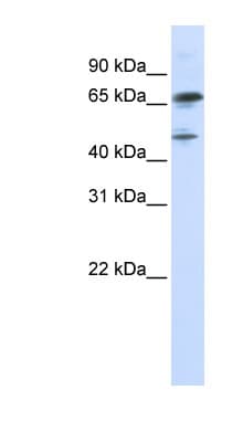 FOXP4 Antibody (N-Terminus)