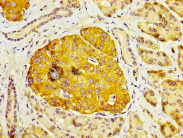 DUSP6 / MKP3 Antibody