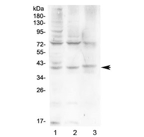 HFE Antibody