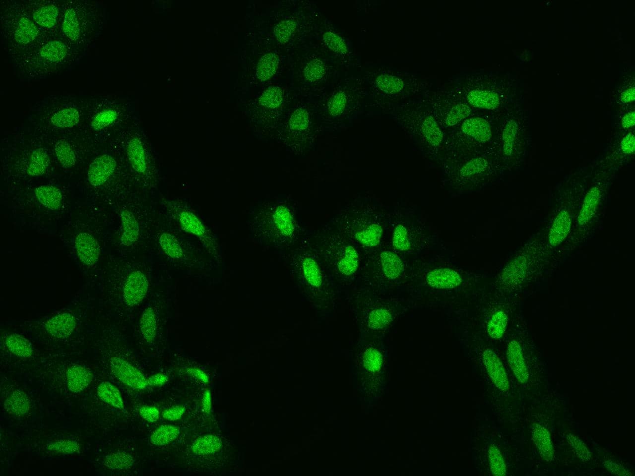 Polyclonal Rabbit anti-Human KANSL2 / C12orf41 Antibody (IHC, IF)