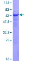 Human PANK1 / PANK Protein (Recombinant GST)