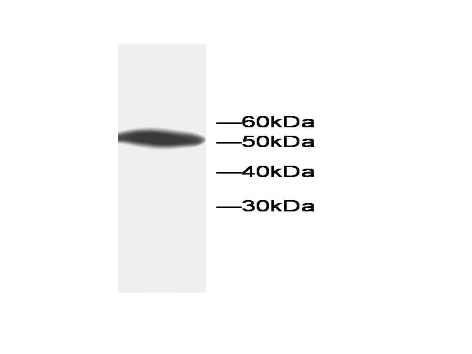 ANXA5 / Annexin V Antibody