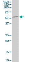 IHC-plus™ Monoclonal Mouse anti-Human MAG Antibody (clone 3C7, IHC, WB)