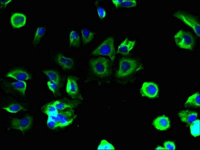 MS4A4A Antibody