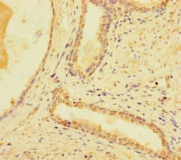 SYT10 / Synaptotagmin X Antibody