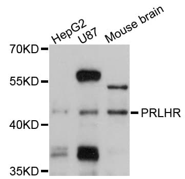 PRLHR / GPR10 Antibody