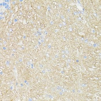 THY1 / CD90 Antibody