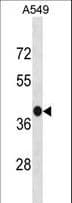 Polyclonal Rabbit anti-Human C5AR2 / GPR77 / C5L2 Antibody (aa297-325, WB)