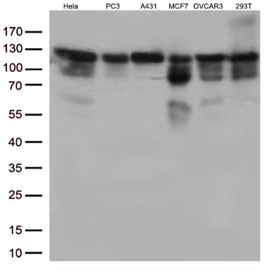 TRIM28 / KAP1 Antibody (clone OTI9F4, Carrier-free)