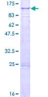 Human TARS2 / TARSL1 Protein (Recombinant GST)