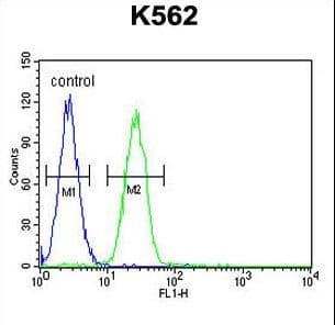 Polyclonal Rabbit anti-Human TBX6 Antibody (aa143-172, WB)