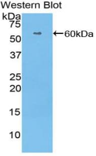 HRG Antibody (aa18-254)