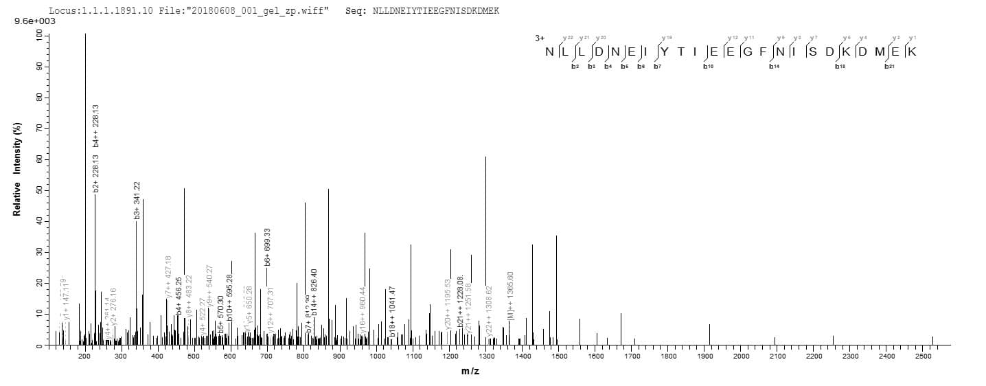 Clostridium botulinum Botulinum Neurotoxin type B Protein (Recombinant 6His-B2M, N-terminus)