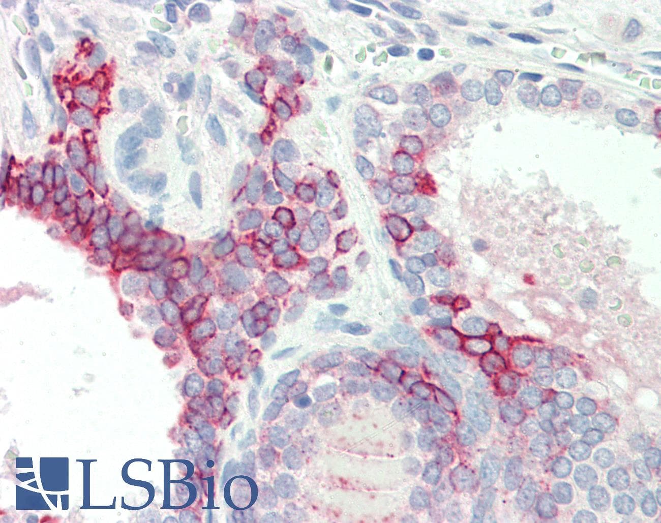 H6PD / G6PDH Antibody (aa180-229)