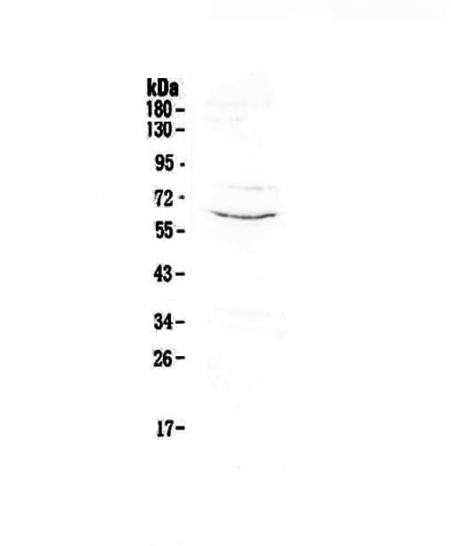 CD1C Antibody