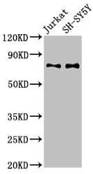 IHC-plus™ RAVER2 Antibody (aa2-691)