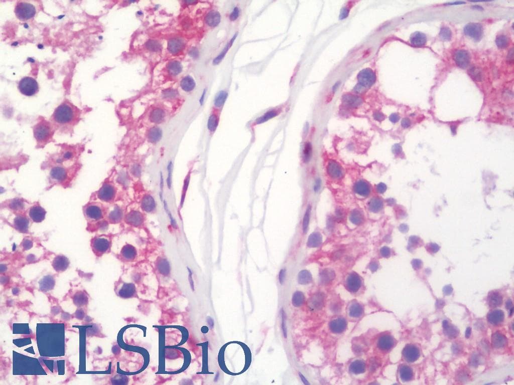 IHC-plus™ WFS1 Antibody (aa183-232)