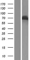 Human DDX4 / VASA Protein (Over-Expression Lysate Myc-DDK (Flag))