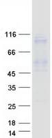 Human COPG / Gamma-COP Protein (Recombinant Myc-DDK (Flag))