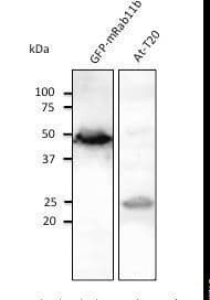 RAB11B Antibody (C-Terminus)