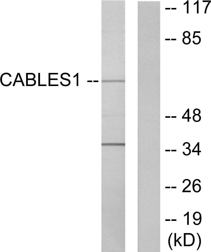 IK3-1 / CABLES1 Antibody