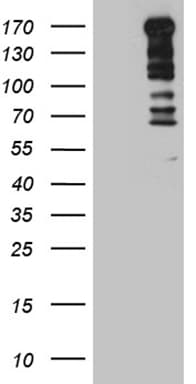 TOPBP1 Antibody (aa892-1146, clone OTI5C12)