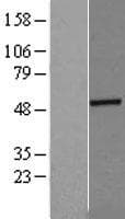 Human FLOT2 / Flotillin 2 Protein (Over-Expression Lysate Myc-DDK (Flag))