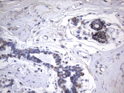 HnRNP A0 Antibody (aa139-183, clone OTI8H8)
