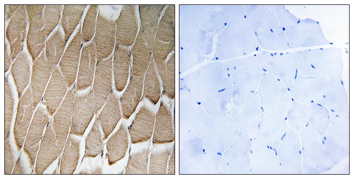 RAB34 Antibody