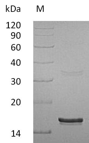 Human IFN Gamma / Interferon Gamma Protein (Recombinant)