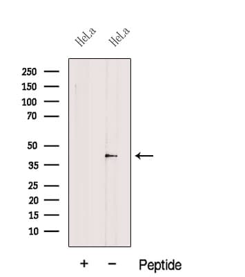 EIF3M / PCID1 Antibody