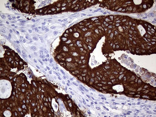 AGR2 Antibody (aa21-175, clone OTI5E10)
