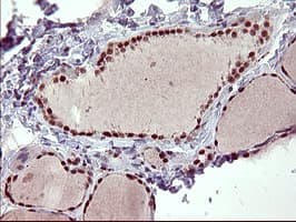 RAPGEF1 Antibody (clone OTI2F5)