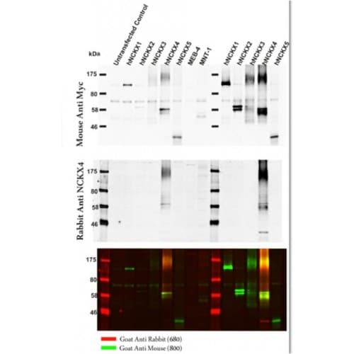 SLC24A4 / NCKX4 Antibody (300-380 aa, Internal)