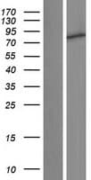 C1orf127 Protein (Over-Expression Lysate Myc-DDK (Flag))