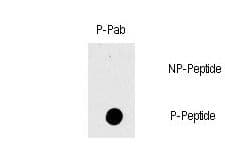 RAF1 / RAF Antibody (phospho-Thr269)