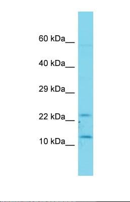 FAM19A1 Antibody (aa41-90)