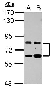 ZFP64 Antibody