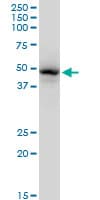 GATA1 Antibody (clone 3G6)