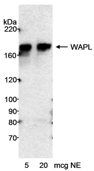 Polyclonal Rabbit anti-Human WAPAL / WAPL Antibody (aa1125-1175, WB)
