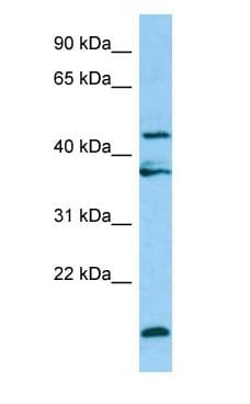 LGMN / Legumain Antibody (aa181-230)