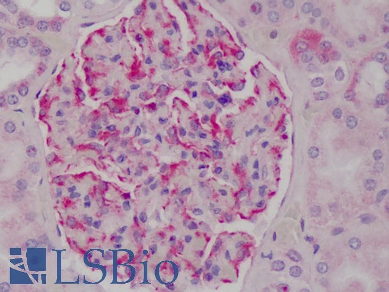IHC-plus™ Polyclonal Rabbit anti-Mouse NFKBIA / IKB Alpha / IKBA Antibody (C-Terminus, IHC, WB)