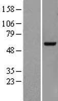 KDELC2 Protein (Over-Expression Lysate Myc-DDK (Flag))
