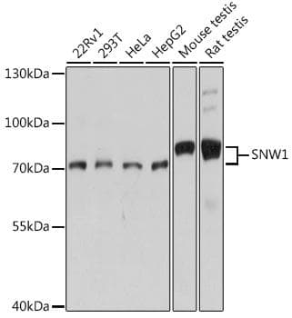 SNW1 / SKIP Antibody