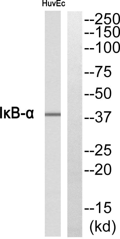 NFKBIA / IKB Alpha / IKBA Antibody
