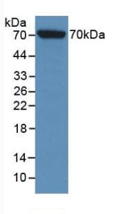 HSPA1L Antibody (aa1-641)